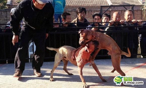 &#91;MIRIS&#93; KLO DI INDONESI SABUNG AYAM DI CINA ADU ANJING GAN (NO SARA)