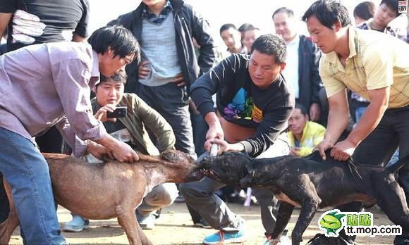 &#91;MIRIS&#93; KLO DI INDONESI SABUNG AYAM DI CINA ADU ANJING GAN (NO SARA)