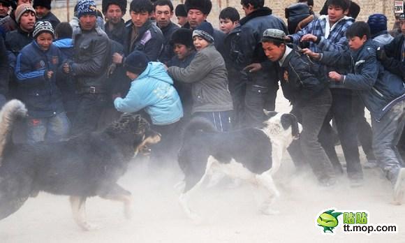 &#91;MIRIS&#93; KLO DI INDONESI SABUNG AYAM DI CINA ADU ANJING GAN (NO SARA)