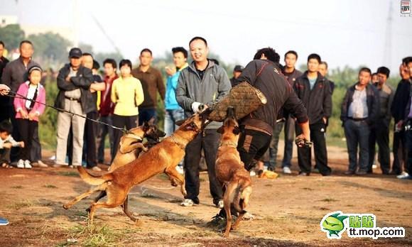 &#91;MIRIS&#93; KLO DI INDONESI SABUNG AYAM DI CINA ADU ANJING GAN (NO SARA)