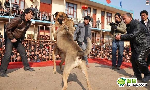 &#91;MIRIS&#93; KLO DI INDONESI SABUNG AYAM DI CINA ADU ANJING GAN (NO SARA)