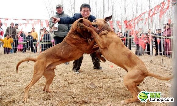 &#91;MIRIS&#93; KLO DI INDONESI SABUNG AYAM DI CINA ADU ANJING GAN (NO SARA)