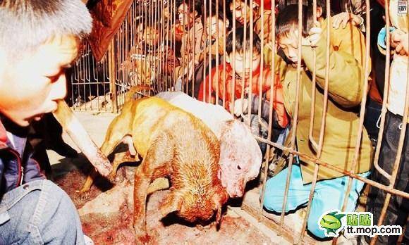 &#91;MIRIS&#93; KLO DI INDONESI SABUNG AYAM DI CINA ADU ANJING GAN (NO SARA)