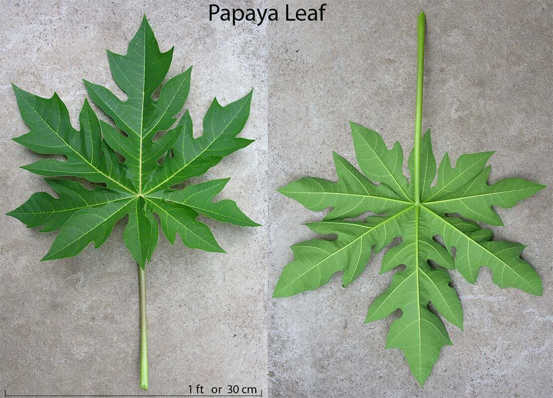 Begini Menyembuhkan Jerawat dengan Daun Pepaya