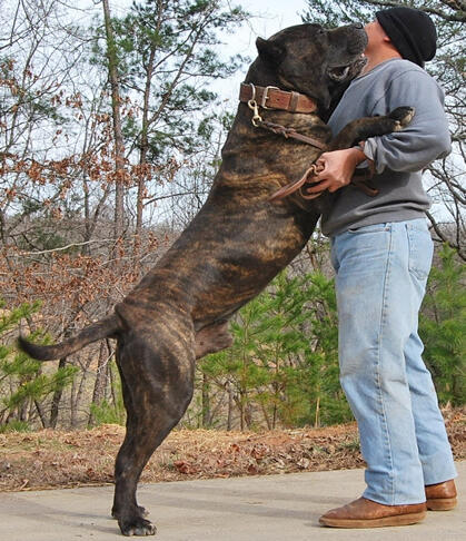 &#91;Pecinta Anjing Galak Masuk&#93; Sepuluh Jenis Anjing Paling Galak di dunia+bonus 1+ Pic