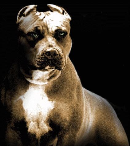 &#91;Pecinta Anjing Galak Masuk&#93; Sepuluh Jenis Anjing Paling Galak di dunia+bonus 1+ Pic