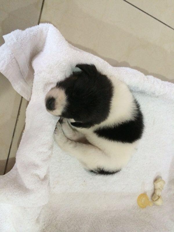 HIBAH PUPPY CUTE dan TIDAK NAKAL