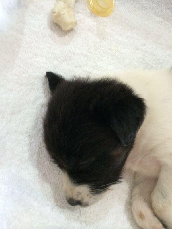 HIBAH PUPPY CUTE dan TIDAK NAKAL