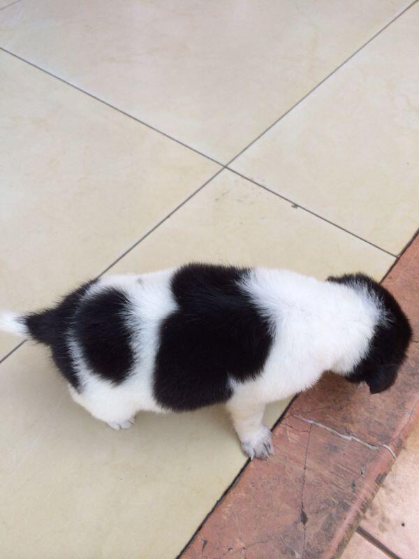 HIBAH PUPPY CUTE dan TIDAK NAKAL