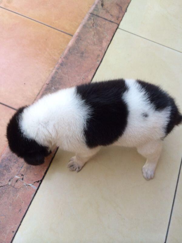 HIBAH PUPPY CUTE dan TIDAK NAKAL