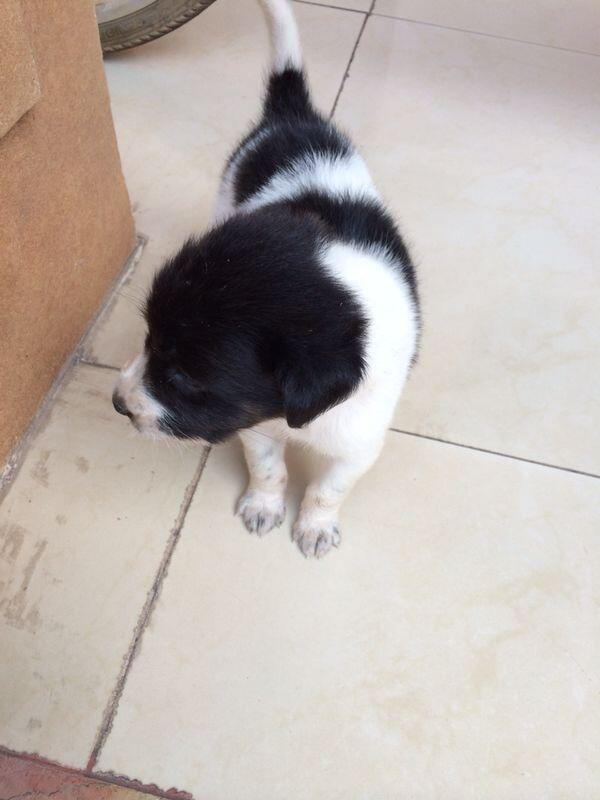 HIBAH PUPPY CUTE dan TIDAK NAKAL