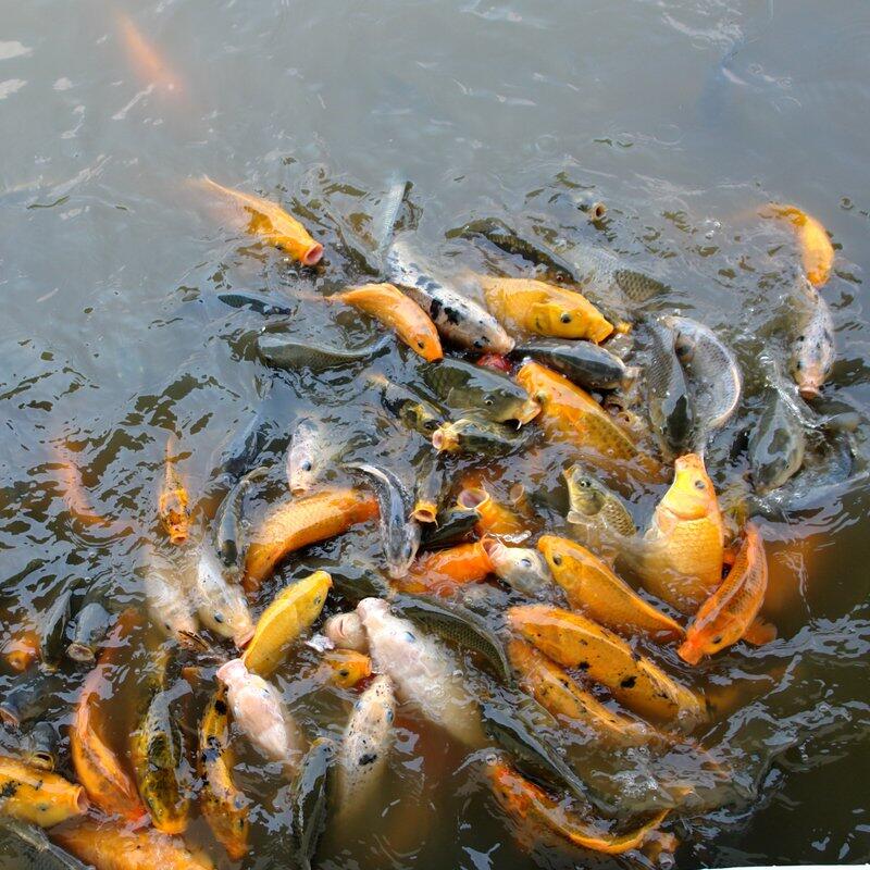 Buat yang butuh Ikan Segar, Ikan Mas, lele, gurame, untuk catering or resto dll.