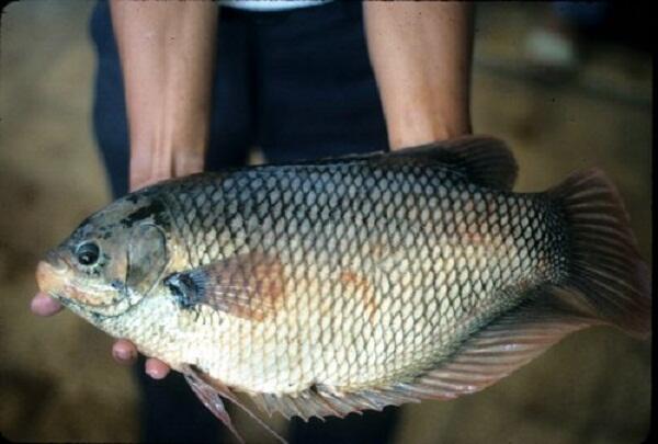Buat yang butuh Ikan Segar, Ikan Mas, lele, gurame, untuk catering or resto dll.