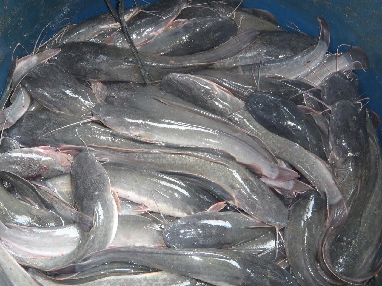 Buat yang butuh Ikan Segar, Ikan Mas, lele, gurame, untuk catering or resto dll.