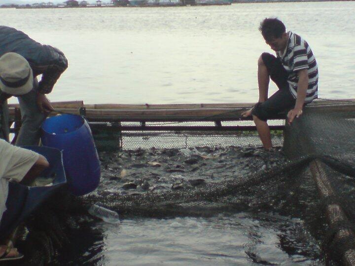 Buat yang butuh Ikan Segar, Ikan Mas, lele, gurame, untuk catering or resto dll.