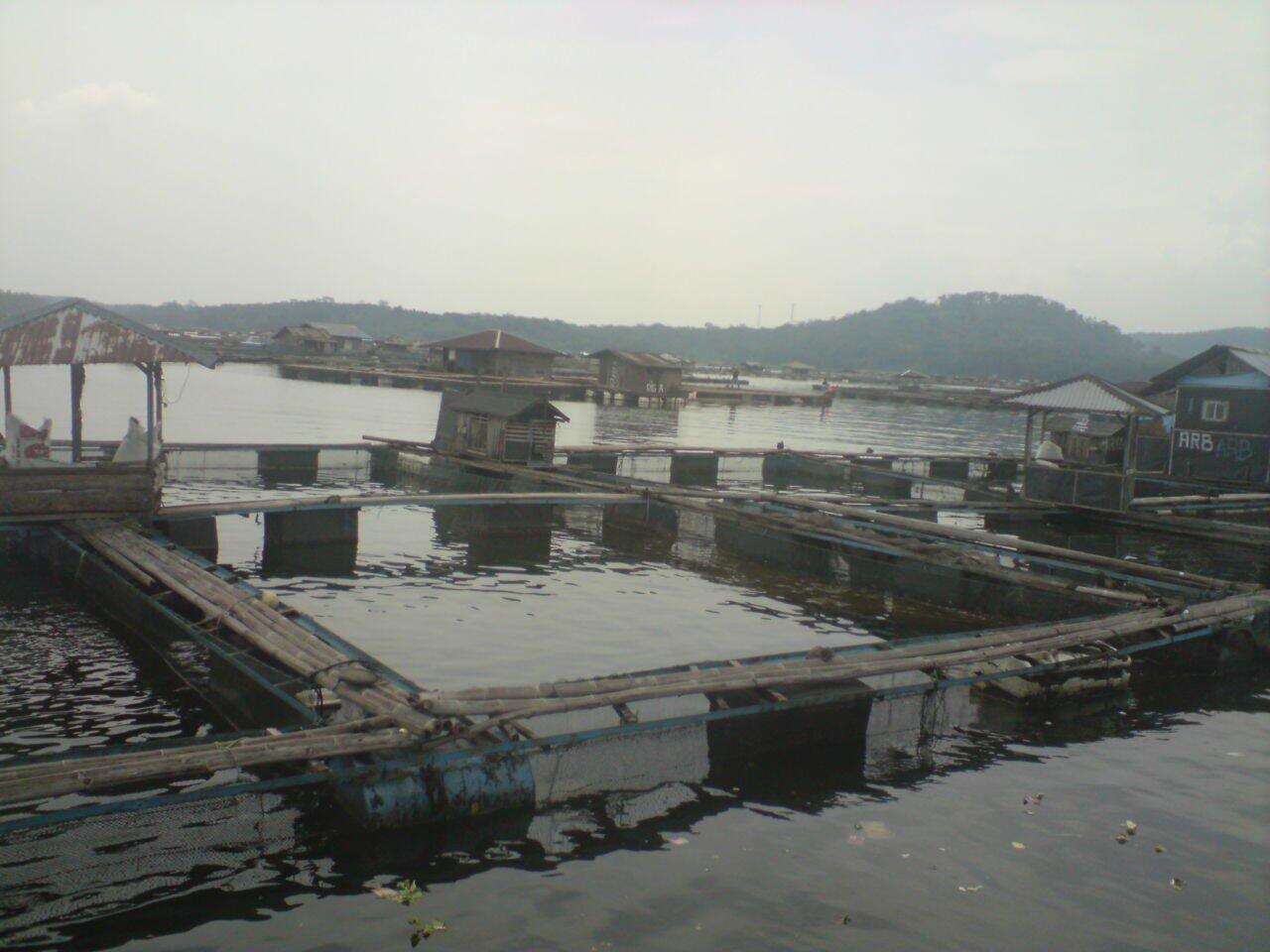 Buat yang butuh Ikan Segar, Ikan Mas, lele, gurame, untuk catering or resto dll.
