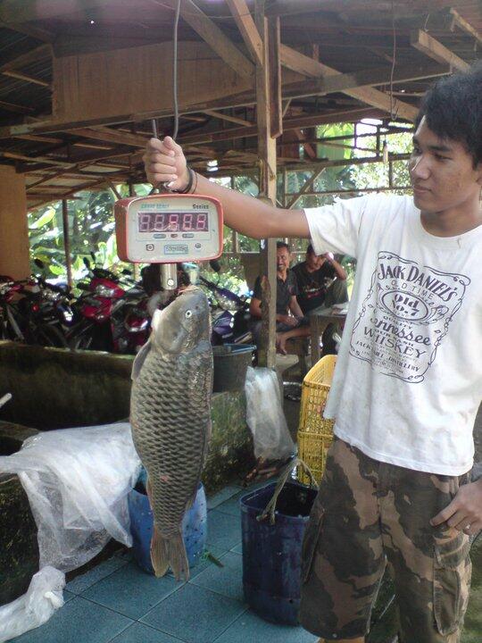 Buat yang butuh Ikan Segar, Ikan Mas, lele, gurame, untuk catering or resto dll.
