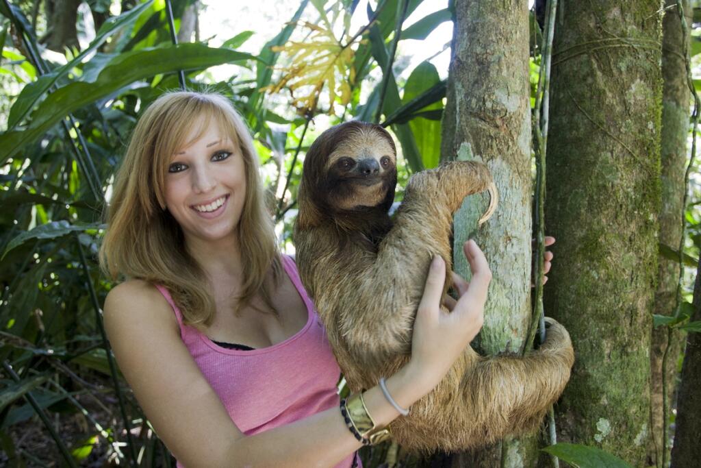 Sloth Hewan Pemlas Yang Hampir Punah