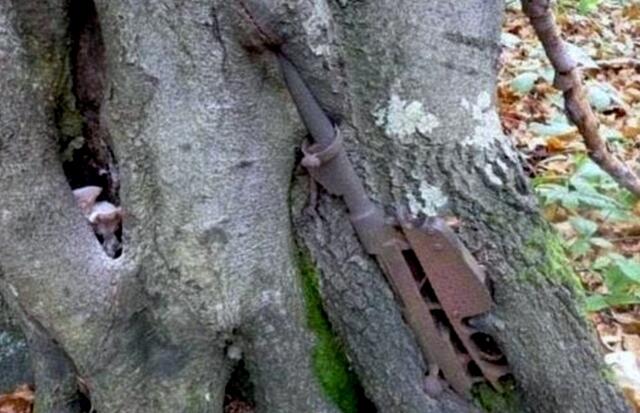 Sisa Perang Dunia II yang Masih Awet Terperangkap di Pohon