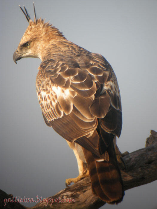 Selamatkan Garuda