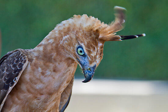 Selamatkan Garuda