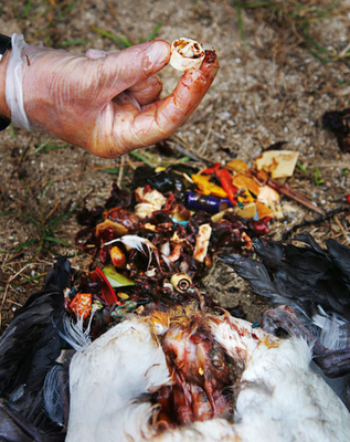 Pulau dari sampah di Pasifik (The Great Pasific Garbage Patch) 