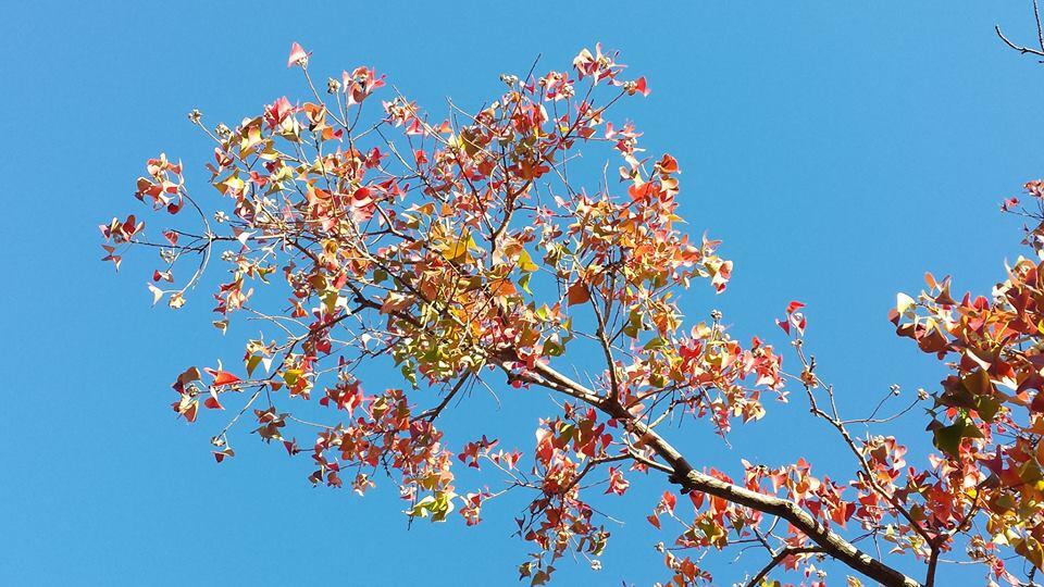 Momiji : Gugur dalam Keindahan (Sebuah Legenda Pohon di Jepang)