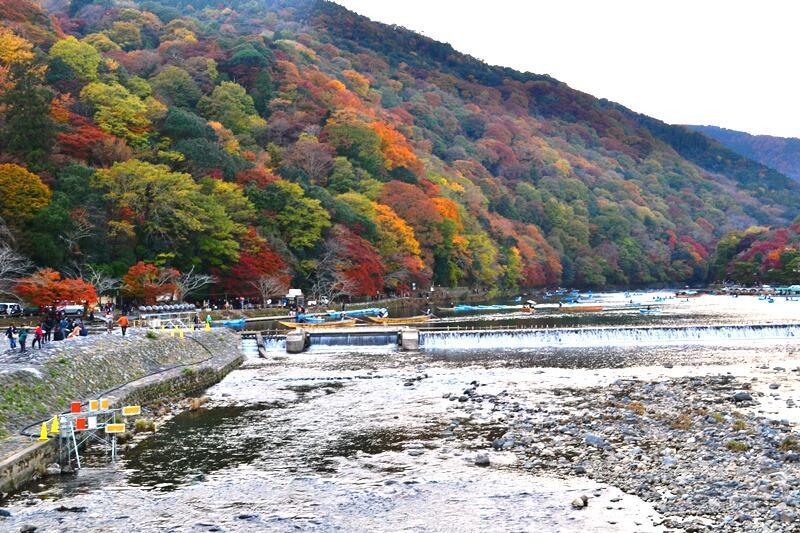 Momiji : Gugur dalam Keindahan (Sebuah Legenda Pohon di Jepang)