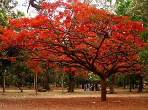 Momiji : Gugur dalam Keindahan (Sebuah Legenda Pohon di Jepang)