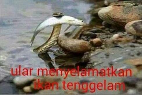 heboh bray ikan tenggelam bray ..