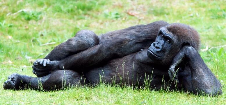 Melihat Lebih Dekat Gorila-Gorila Afrika (Gorillas... 98.6% Human?)