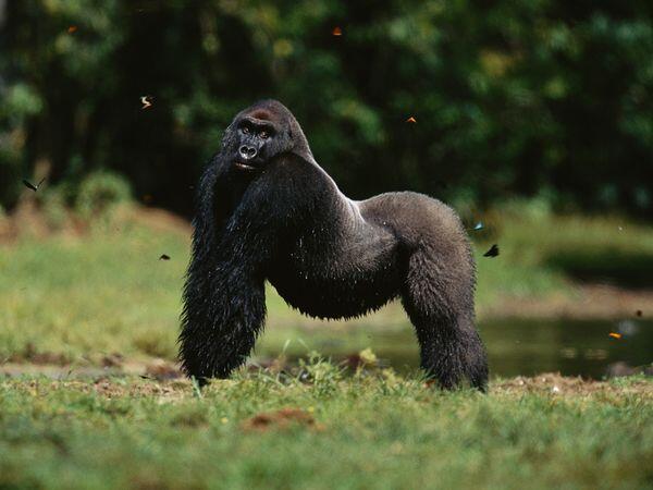 Melihat Lebih Dekat Gorila-Gorila Afrika (Gorillas... 98.6% Human?)