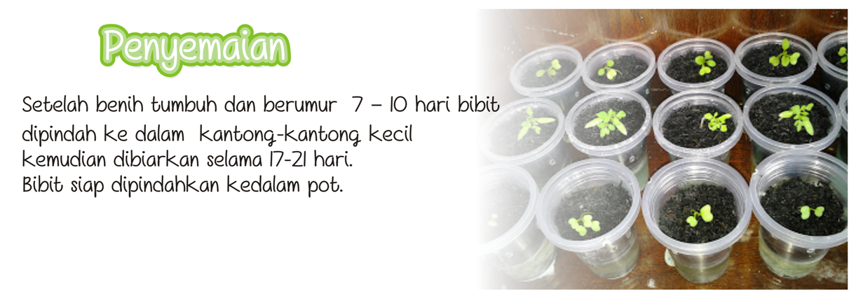 &#91;TIPS&#93; Berkebun dalam Ruangan, Kenapa Tidak ? &#91;PICT&#93;