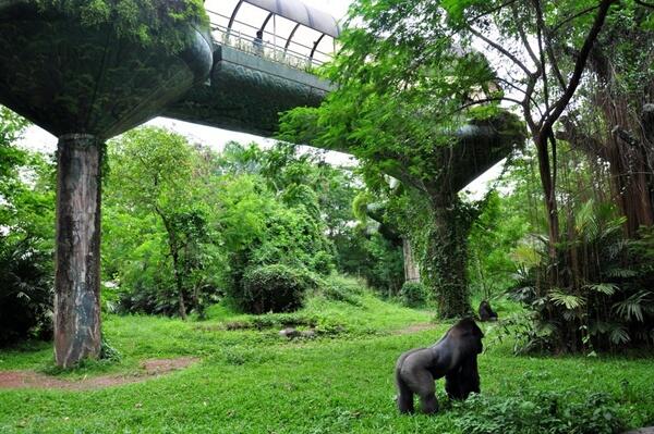 Melihat Lebih Dekat Gorila-Gorila Afrika (Gorillas... 98.6% Human?)