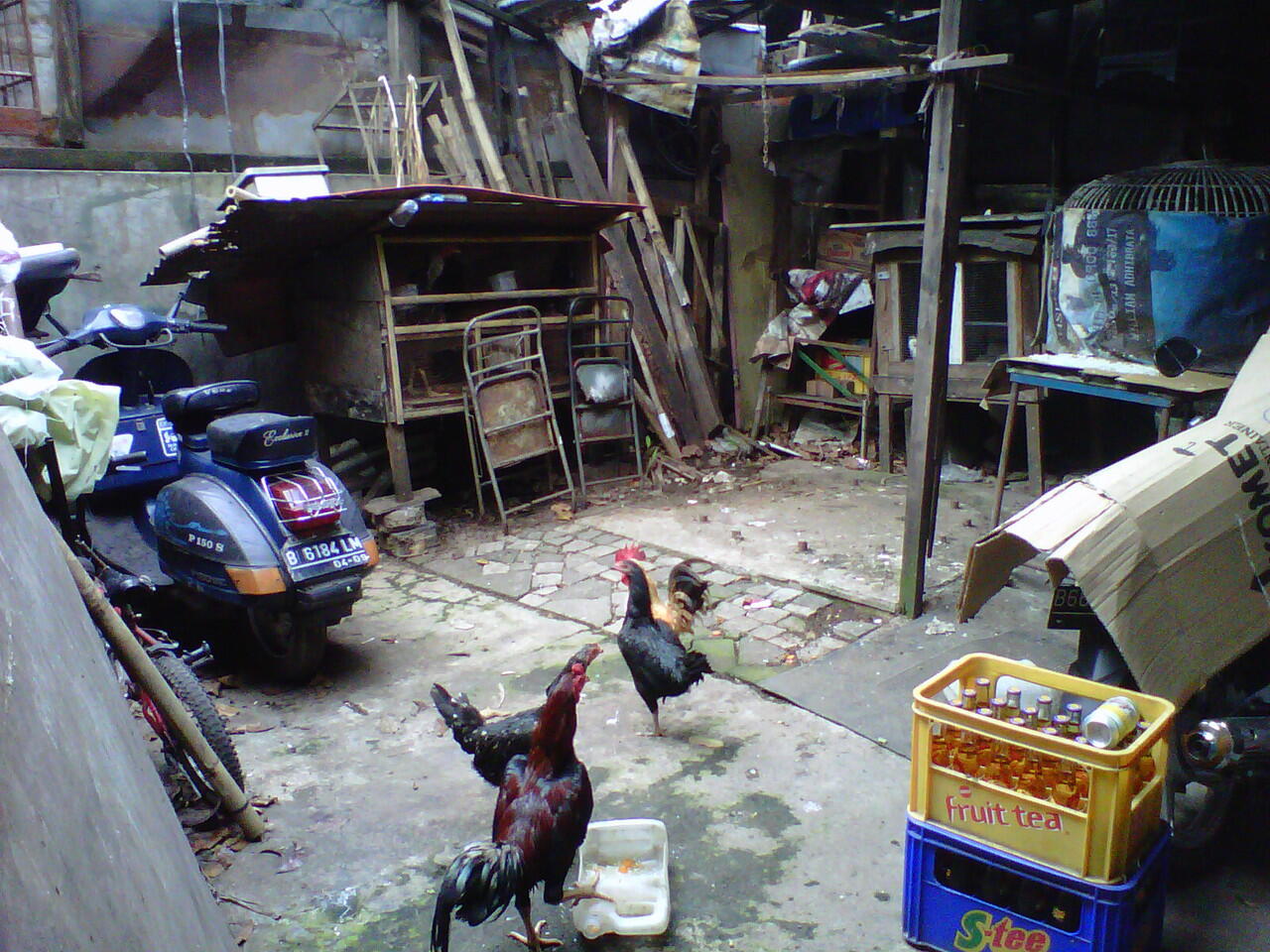 Jatuh dari motor gara2 ayam (jalur casablanca-satrio)