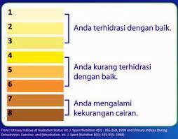 Fakta&quot; Urine (Air Seni) Manfaatnya dan Warnanya 