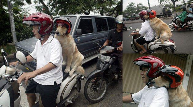 INILAH ANJING YANG TAAT BERLALU LINTAS