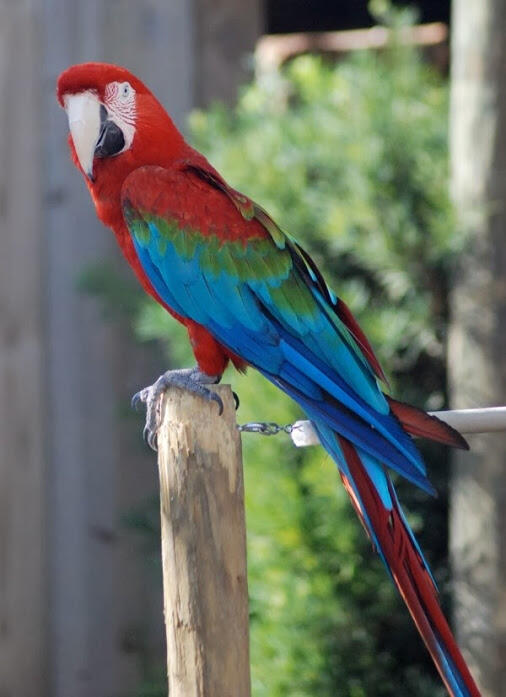 Terjual Burung Paruh Bengkok African Grey Scarlet Macaw Blue And