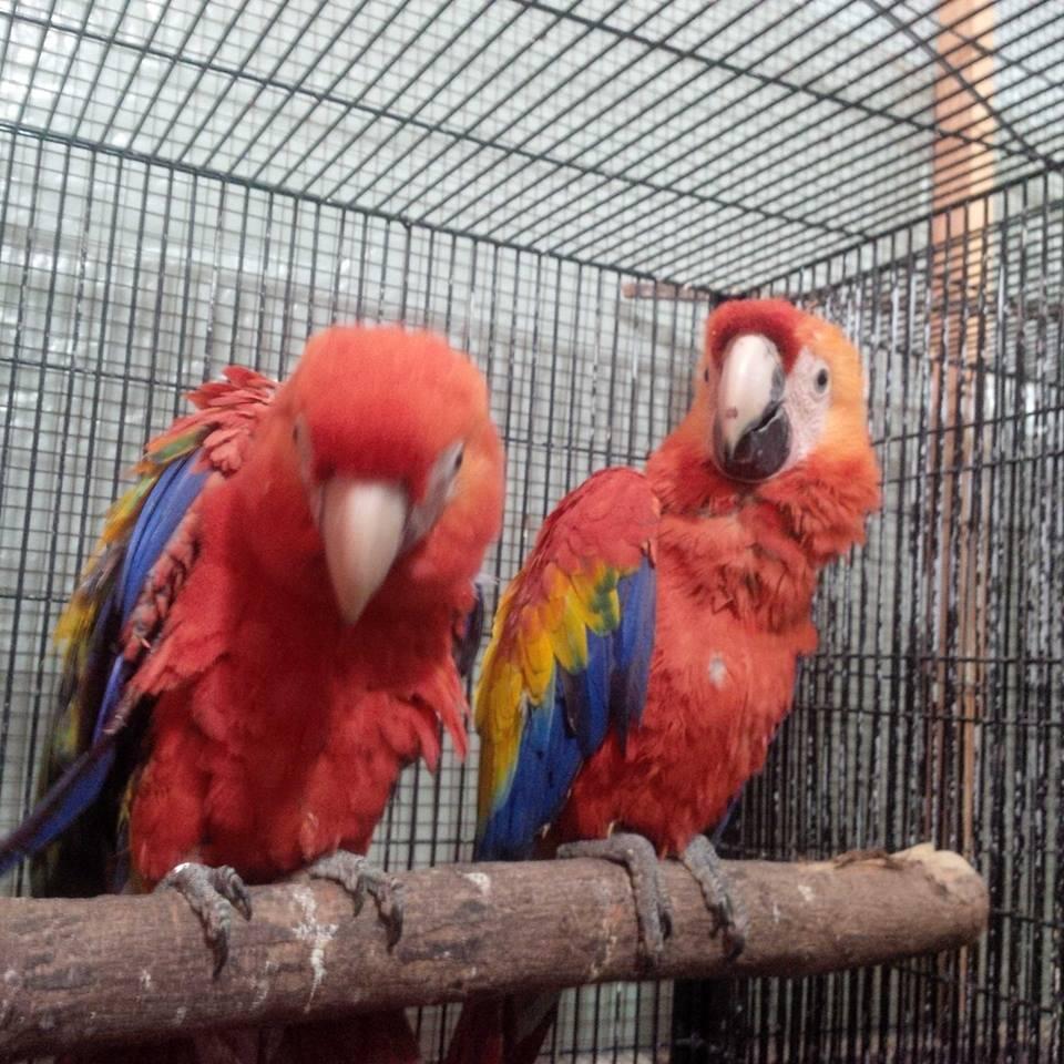 Terjual burung  paruh bengkok african grey Scarlet Macaw  