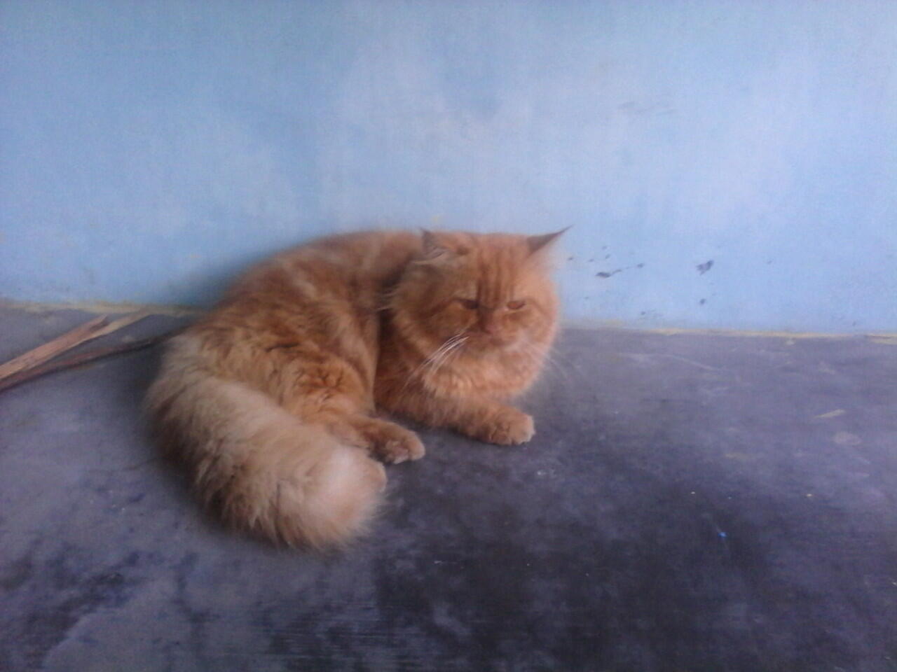 Berita Kehilangan Kucing Persia Jogja