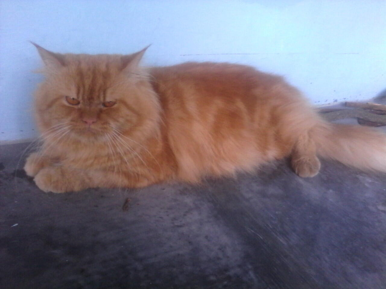 Berita Kehilangan Kucing Persia Jogja