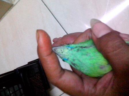 jantan apa betina ya suhu CI newbie