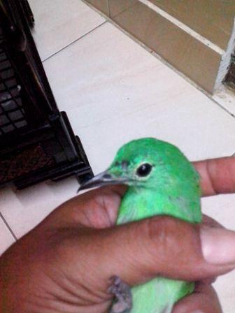 jantan apa betina ya suhu CI newbie