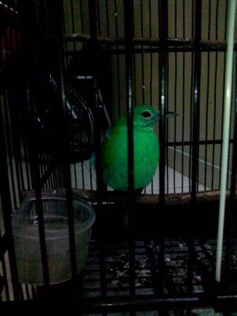 jantan apa betina ya suhu CI newbie