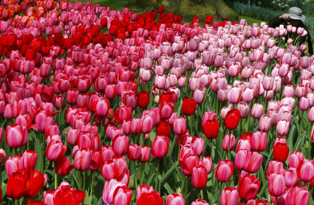 (Foto) Taman Keukenhof, Taman Bunga Terbesar di Dunia