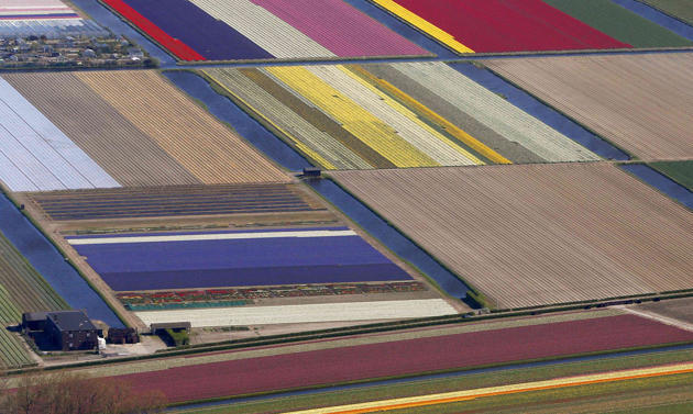 (Foto) Taman Keukenhof, Taman Bunga Terbesar di Dunia