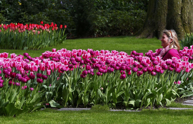 (Foto) Taman Keukenhof, Taman Bunga Terbesar di Dunia