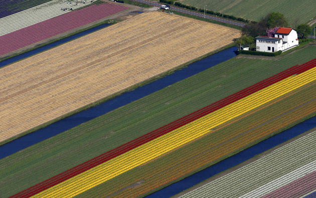 (Foto) Taman Keukenhof, Taman Bunga Terbesar di Dunia
