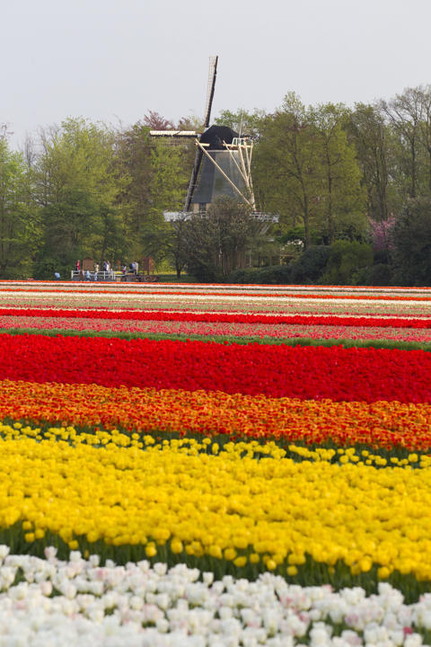 (Foto) Taman Keukenhof, Taman Bunga Terbesar di Dunia