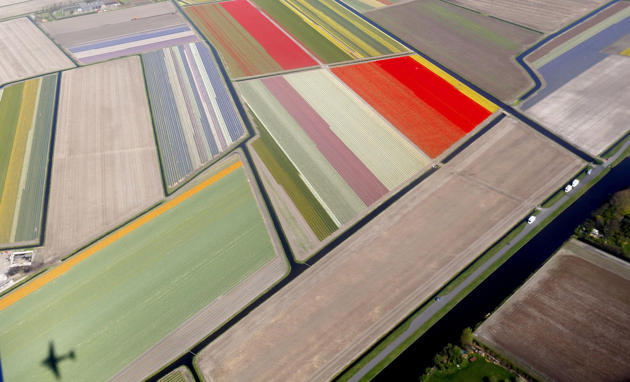 (Foto) Taman Keukenhof, Taman Bunga Terbesar di Dunia